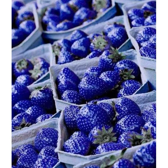 Grosir Tanaman Benih Bibit Biji Buah Strawberry Biru/Blue Import 50 But @_#