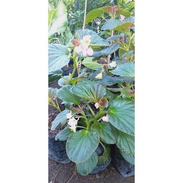begonia mawar