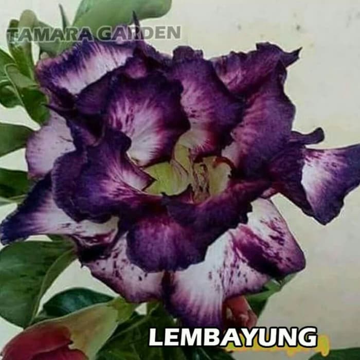 

promo Bibit Bunga Kamboja Adenium Lembayung murah