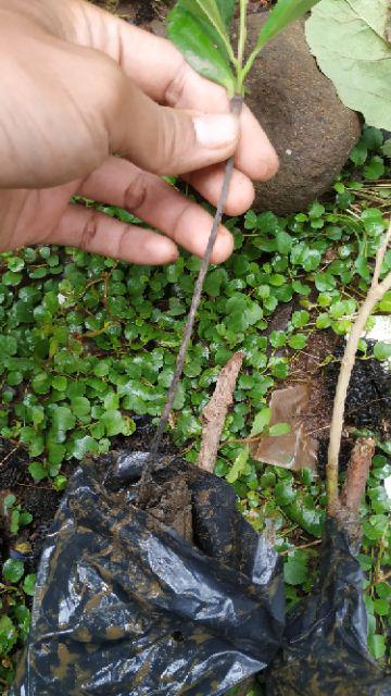 Bibit Tanaman Buah Black Sapotte/ Black Sapote/ Bibit Black Sapote Murah