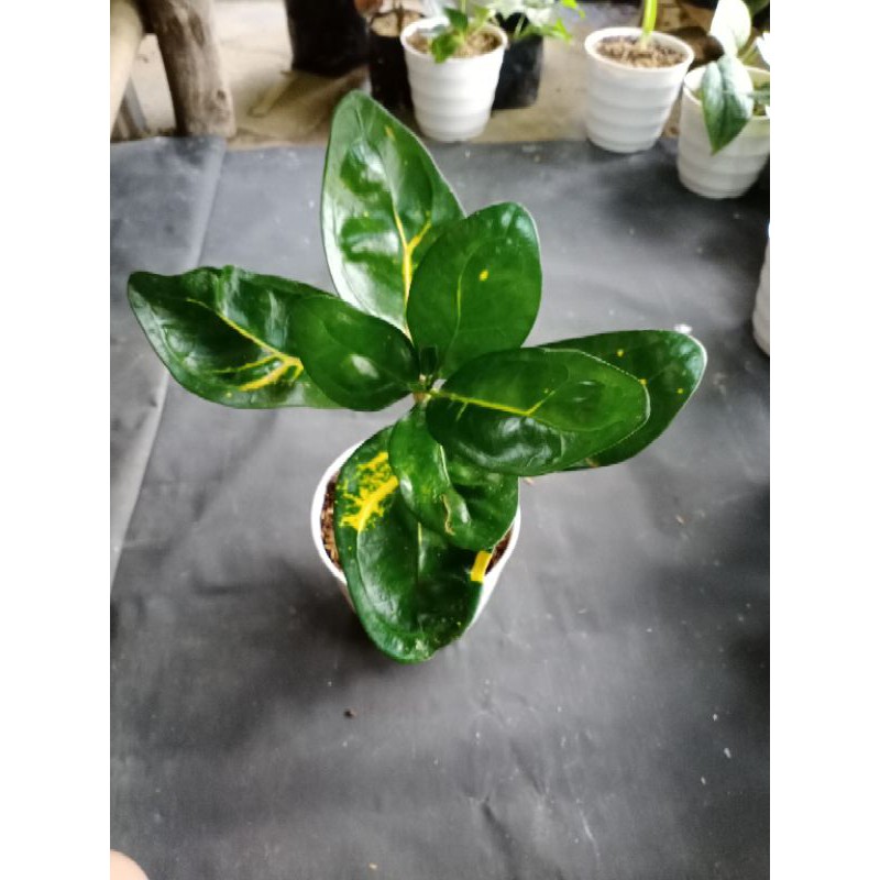 Puring Hias Apel Mawar Hijau