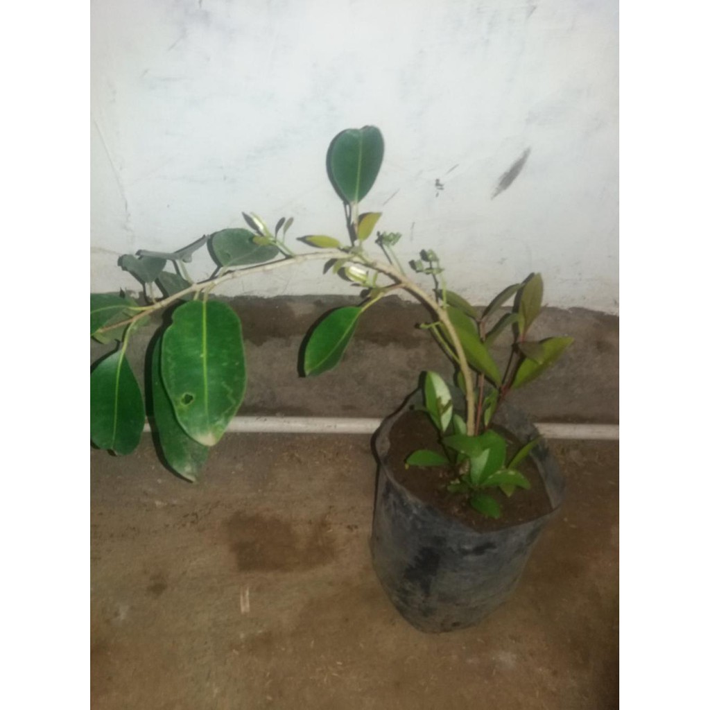 bibit buah juwet tanpa biji r”