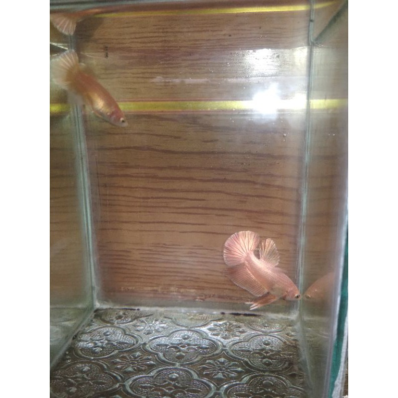 Ikan Cupang Super Gold ORIGINAL siap bread