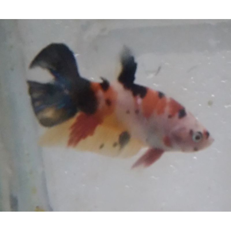 cupang Multicolor