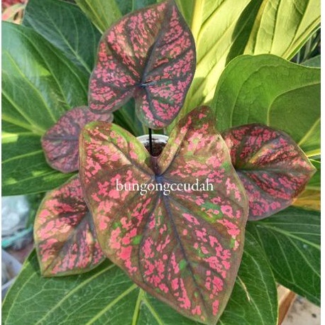 caladium green seven luck
