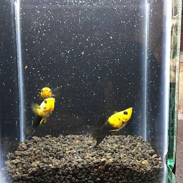 

IKAN HIAS MOLLY GOLDEN BLACK