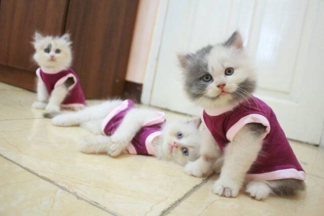 Koas singlet untuk kucing dan anjing size S M L XL (harga untuk per pcs)