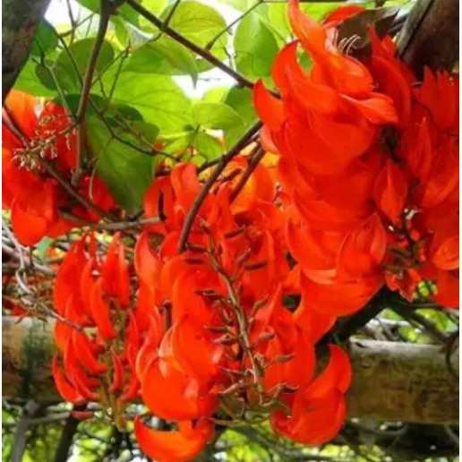 Tanaman bunga irian of flame merah