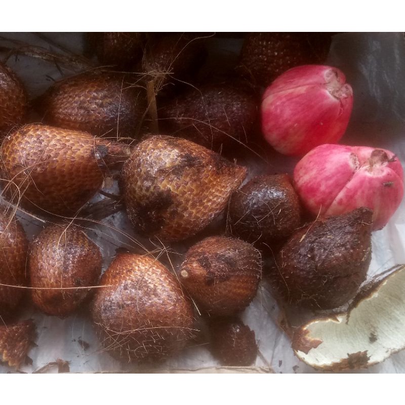 

Salak Merah Full Padang Sidempuan Asli 1 kg