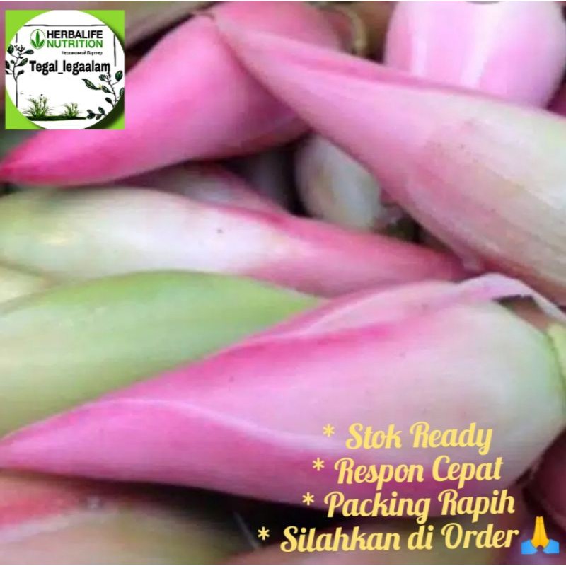 

Bunga Kecombrang Fres di Ambil Saat Order 300gr