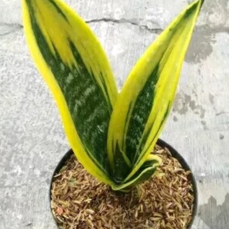 tanaman hias sensivera golden flame