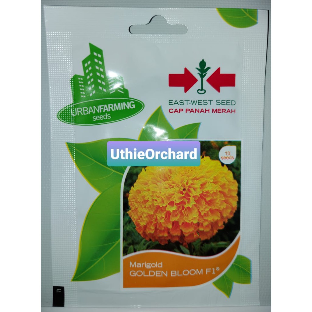 Benih Panah Merah - Bunga Marigold Golden Bloom F1