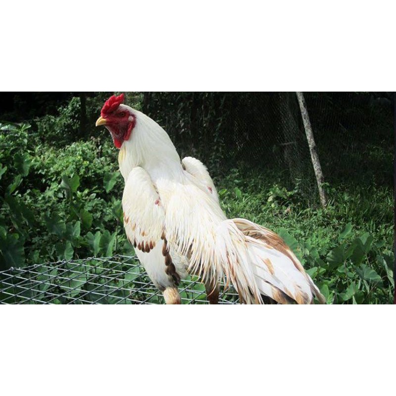 TELUR TETAS AYAM HIAS WHITE UNTUK DI TETASKAN