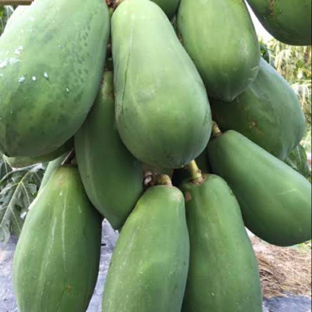 

Buah paya muda per 1 kg