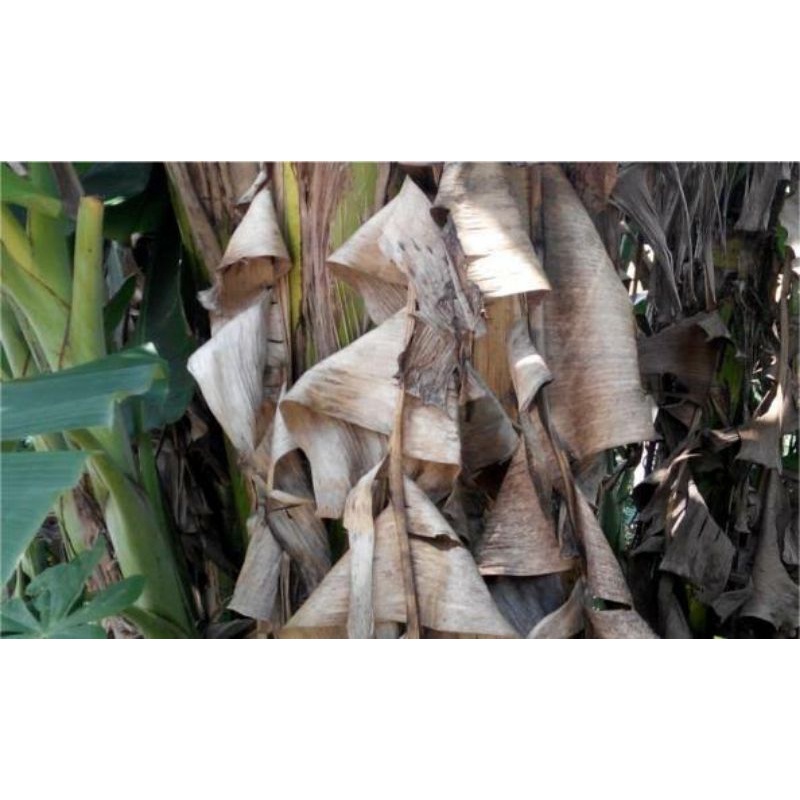 Daun pisang kering, klaras