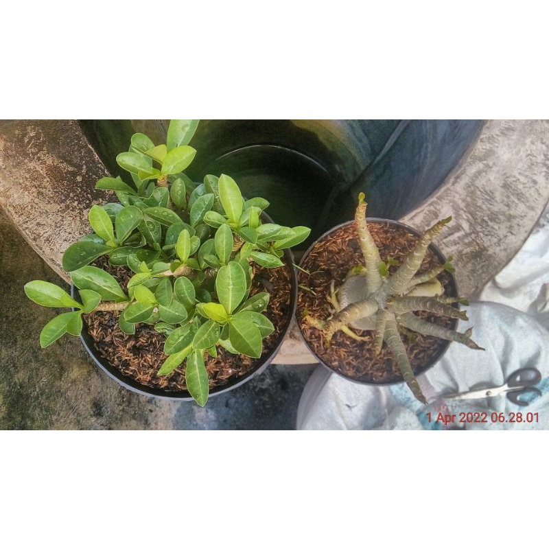 adenium arabicum gogji black nsdd f2