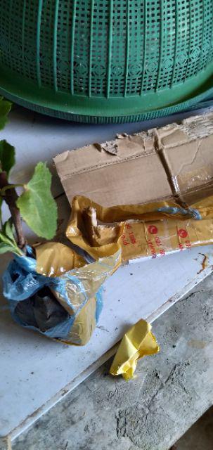 Diskon Jual Bibit Buah Red Anggur Ninel Import - Benih / Biji / Bibit / Binih