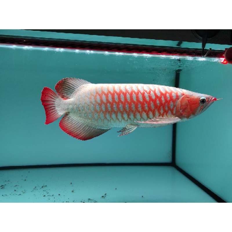 Ikan Arwana Super Red 35cm