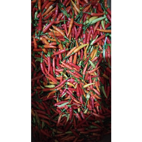 

Cabe rawit fresh petani