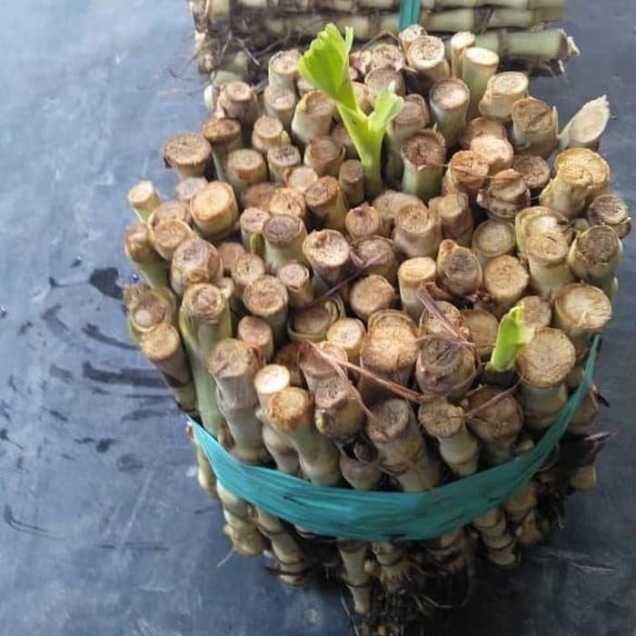 Benih Tanaman // Rumput ODOT KOLONJONO // RUMPUT GAJAH