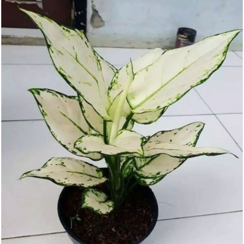 

paket murah aglonema
