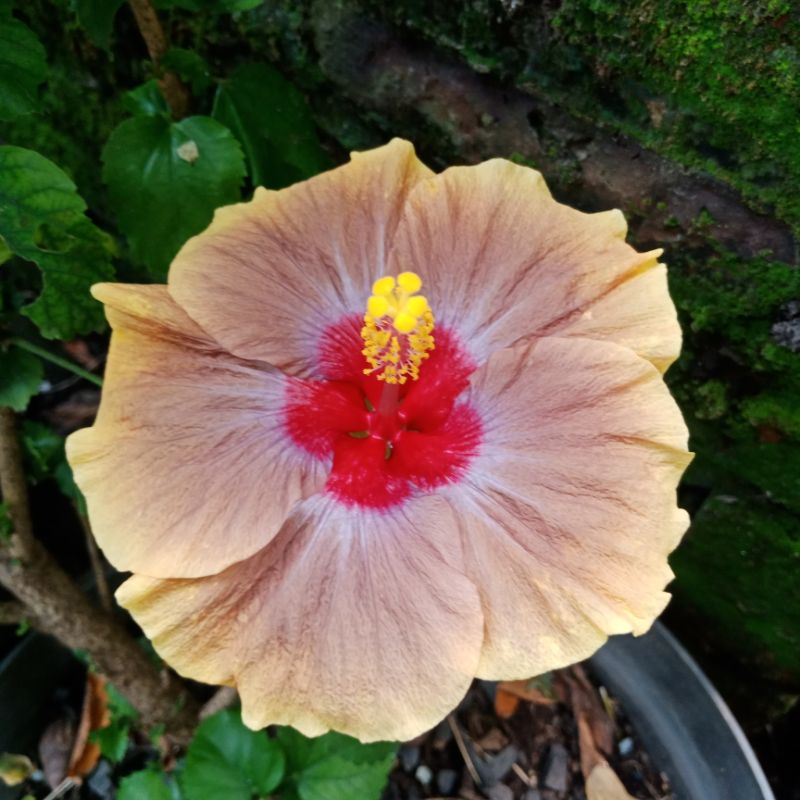 bunga sepatu langka impor JDK tanaman hias hidup