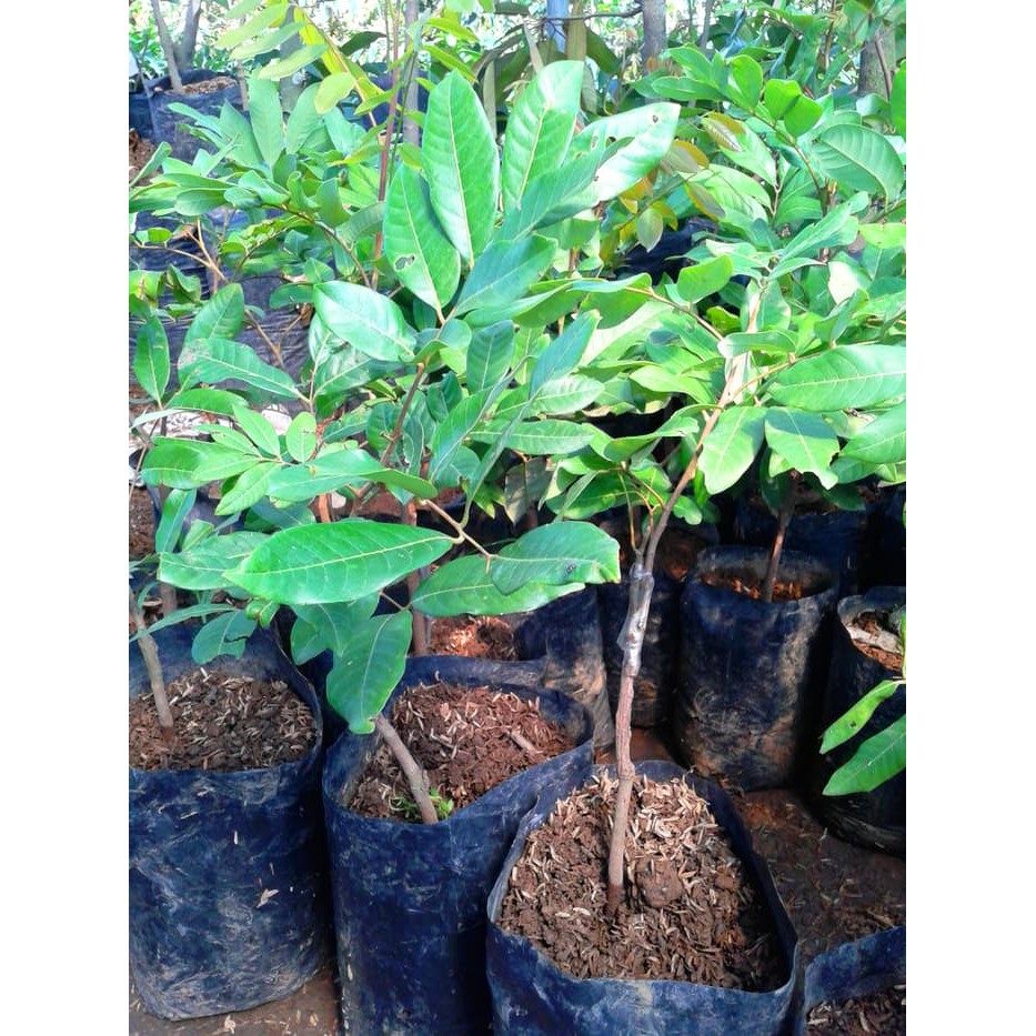 Tanaman Kelengkeng Kristal 2 ( New )