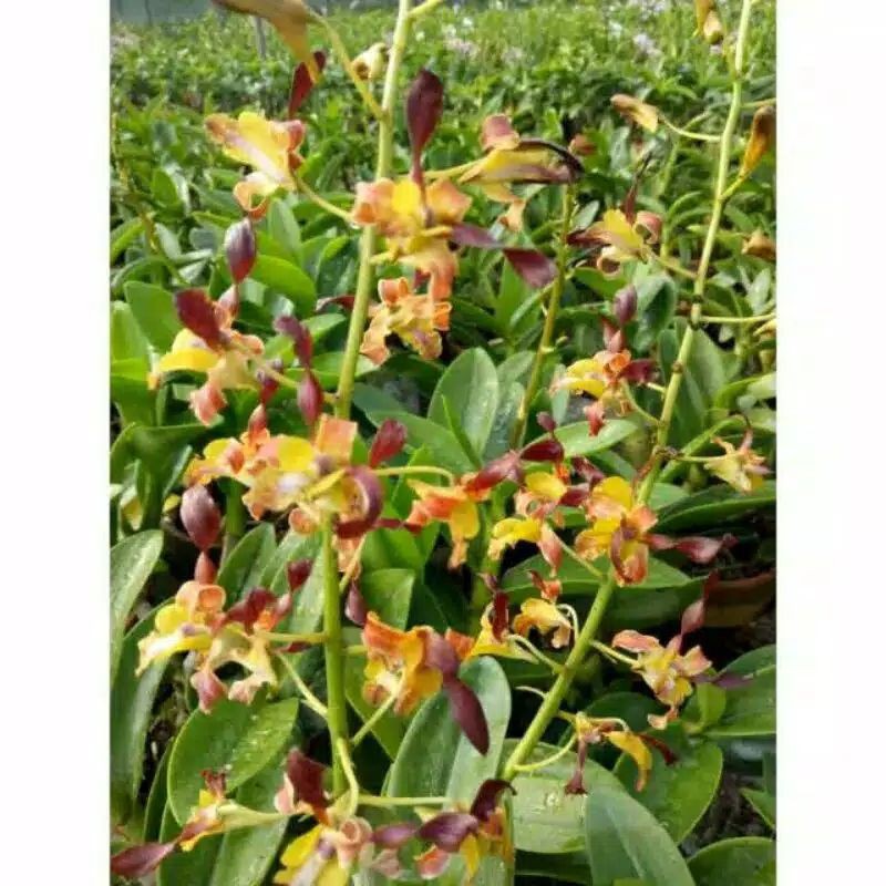 Anggrek Dendrobium Keriting Rambo