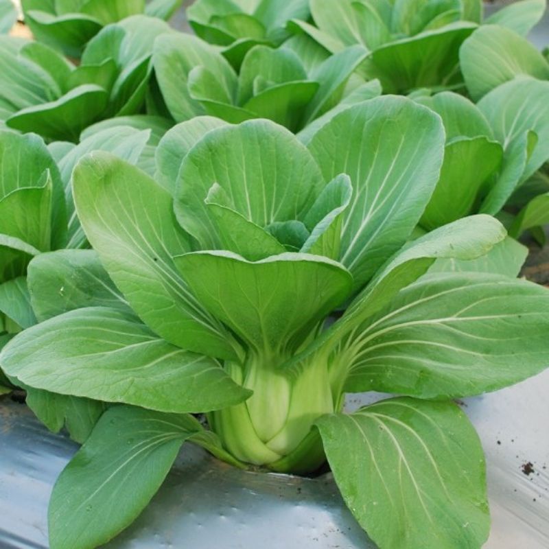 bENIH POKCOY pakcoy pakchoy pokchoy POK CHOY PAK CHOY BIBIT SAYURAN HIDROPONIK BIJI SAWI SENDOK