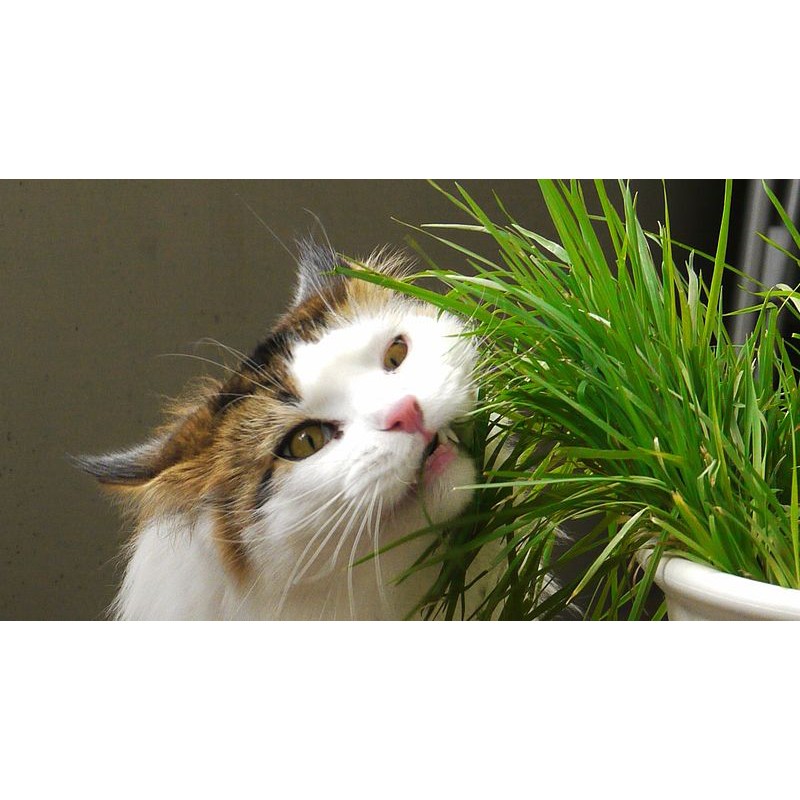 Amefurashi 30 Gram Benih Bibit Biji Rumput  Cat Grass Rumput untuk Kucing Makanan Sehat