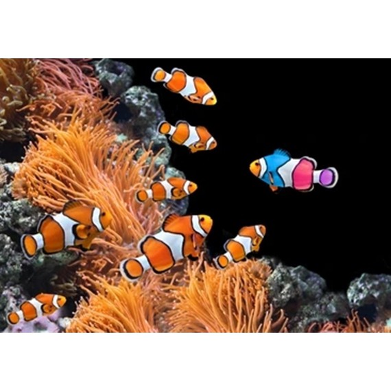 Jual Wallpaper Dinding 3D Custom Murah Berkualitas Gambar Ikan | Shopee