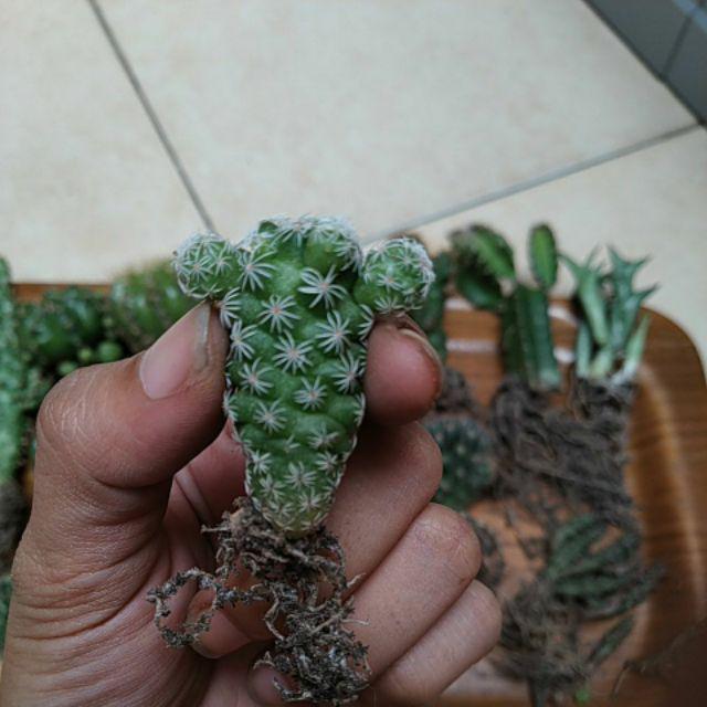 Kaktus Dan Sekulen ( Minimal 30 Packs )