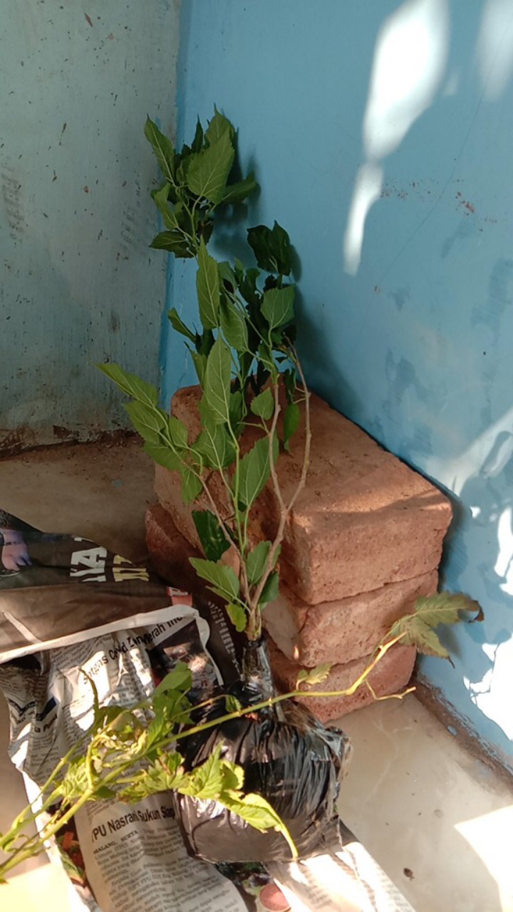 Bibit Murbei Berbuah