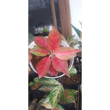 Aglonema yohana Lokal Remaja