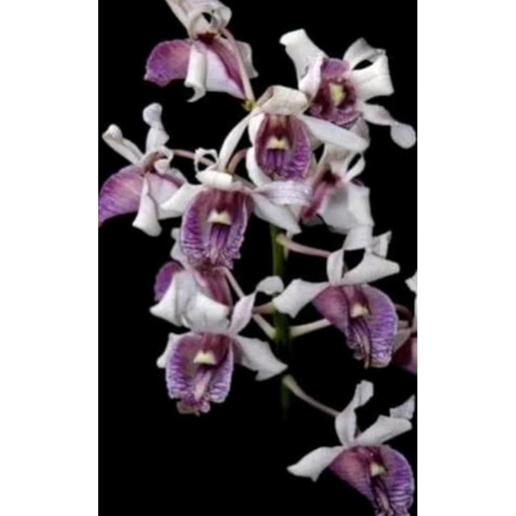 Anggrek Dendrobium nindii seedling spesies
