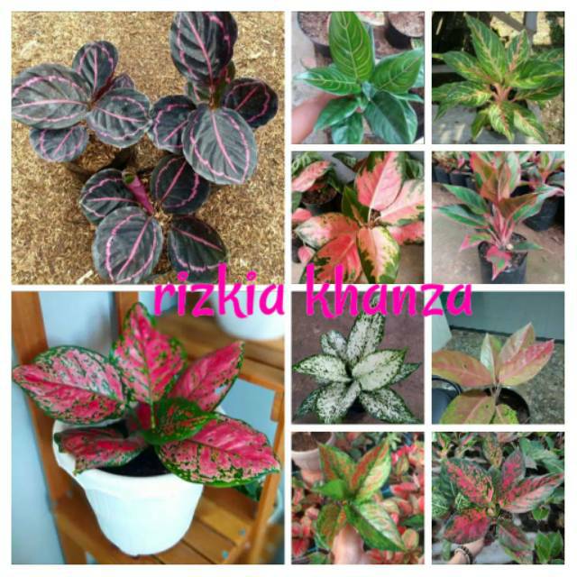 Bibit bunga  aglonema  paket murah 10 batang Shopee  Indonesia