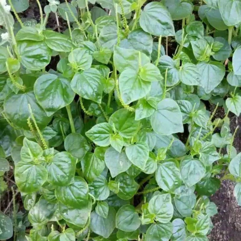 Sirih Cina/Ketumpang Air Fresh/Obat Herbal Asam Urat.