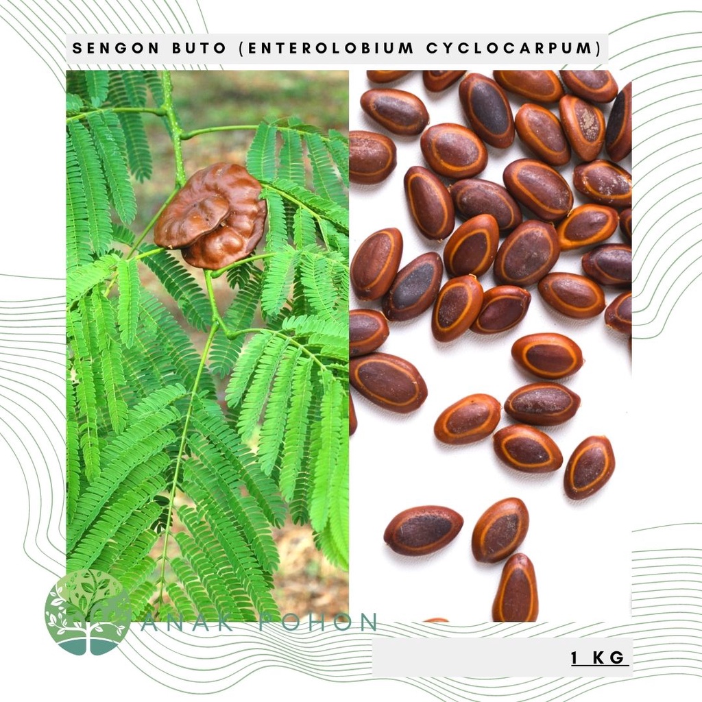 (1 KG) Benih Bibit Biji - Pohon Sengon Buto (Enterolobium cyclocarpum) Seeds