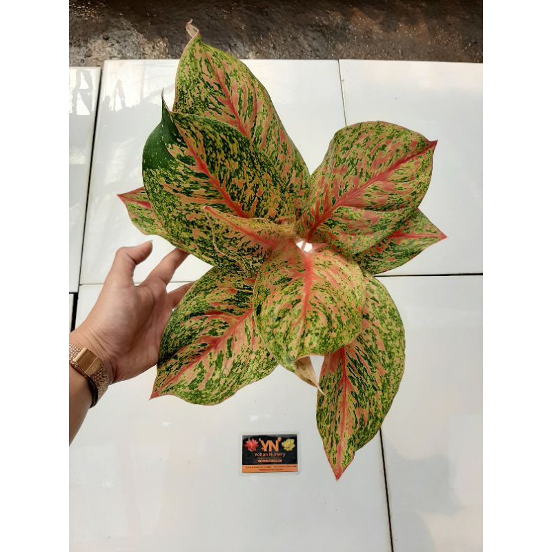 Waksap red/Aglonema/Aglaonema/Bunga/Tanaman/Aglo thailand