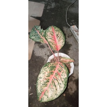 aglonema sweetdream co live sale 2/8/22