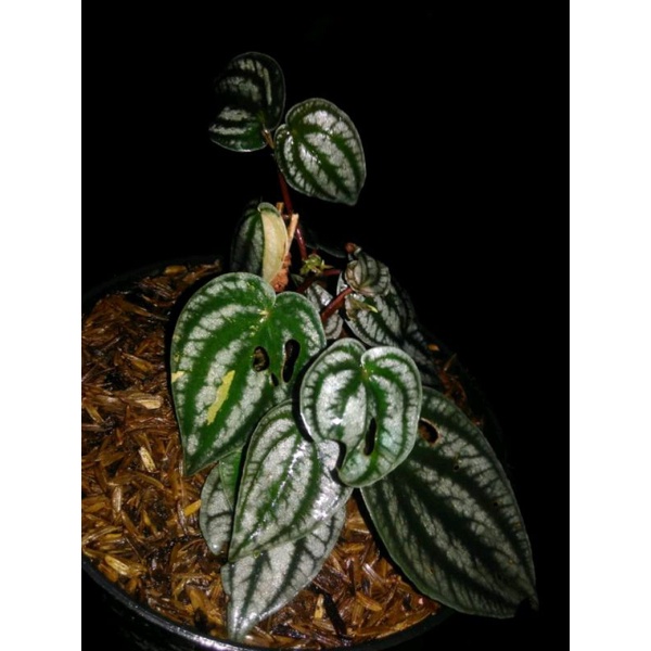 Tanaman Hias Koleksi Langka Peperomia Watermelon Semangka Jenis Variegata