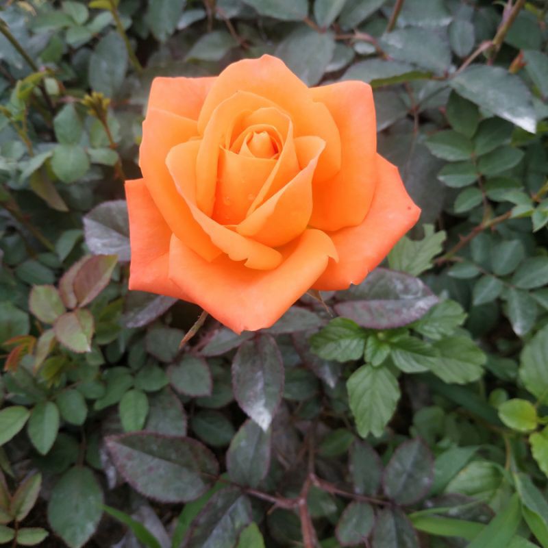 Bunga Mawar Holland Orange