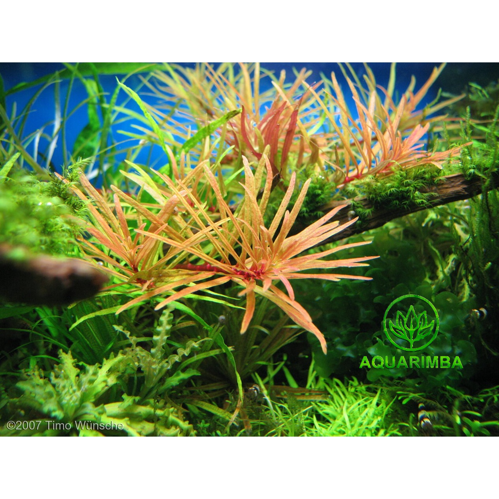 Rotala Red Cross - Tanaman Aquascape Merah