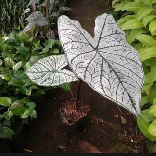 Tanaman Hias Keladi Putih Caladium White Star