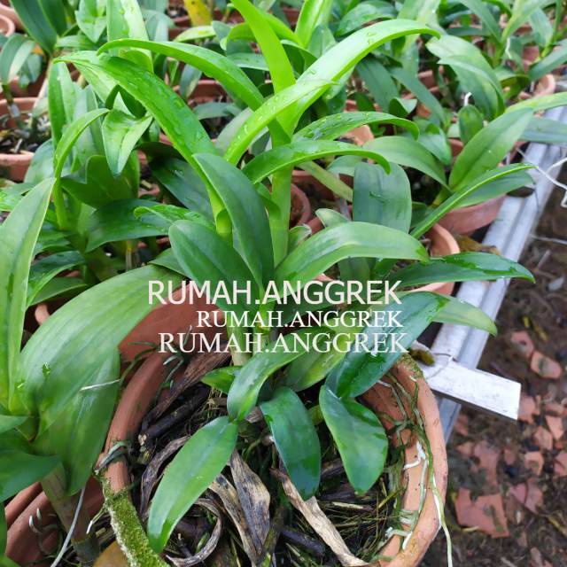 Anggrek Dendrobium REMAJA RIMBUN