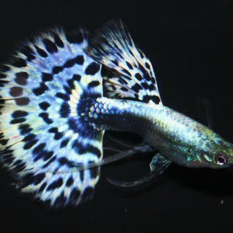 Diskon Ikan Guppy Blue Ivory Sepasang Ikan Hias Aquascape Aquarium