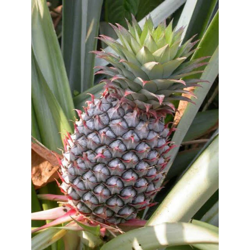 

buah nanas muda