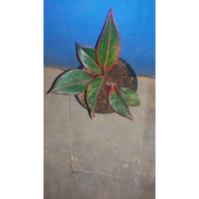 aglonema lipstik merah