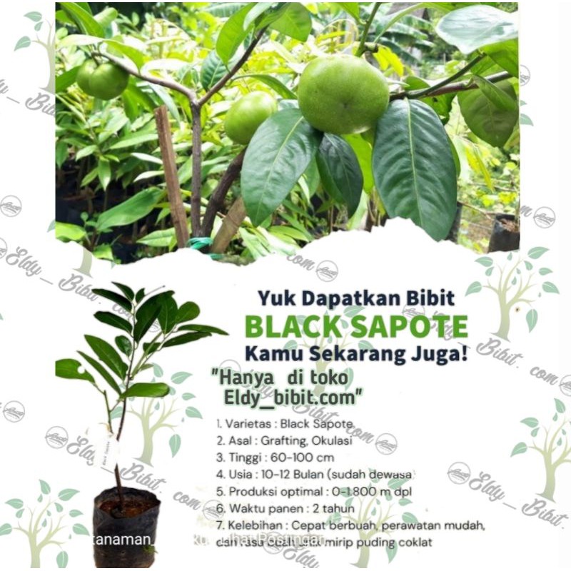 Bibit buah Black sapote / sawo hitam