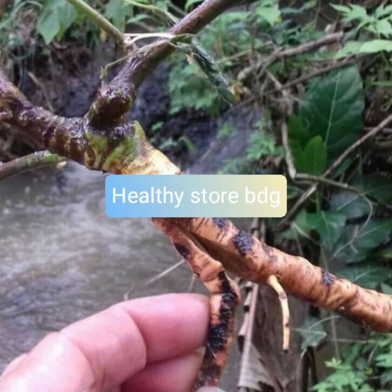 

Akar Putri Malu Segar 500 gram